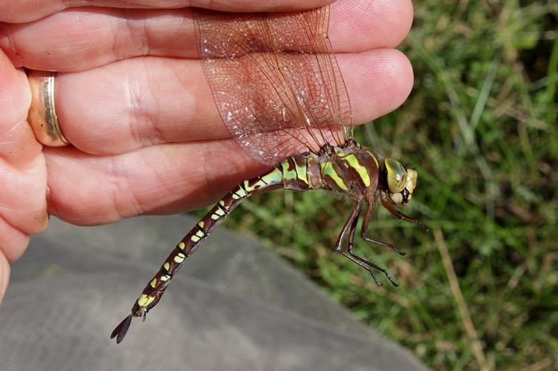 Photo of Lance-tipped Darner