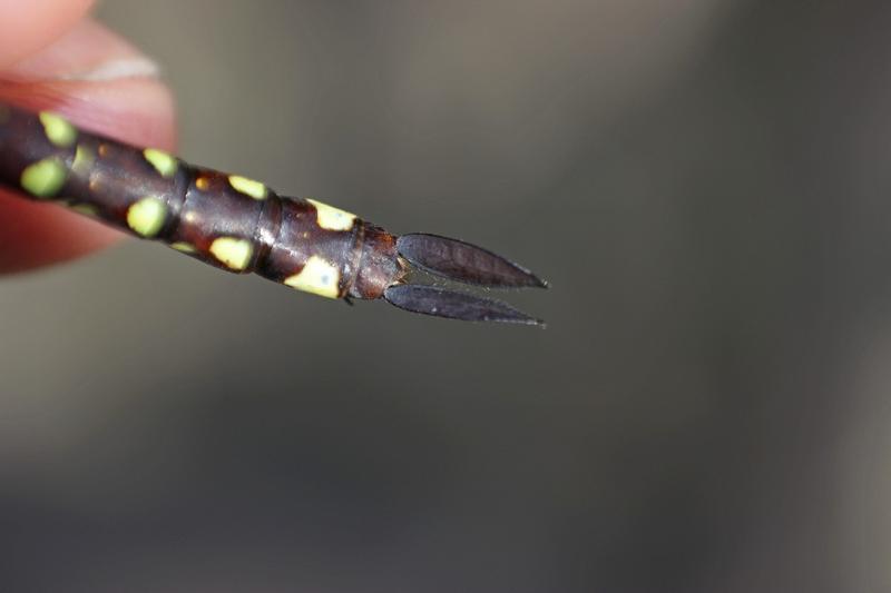 Photo of Lance-tipped Darner