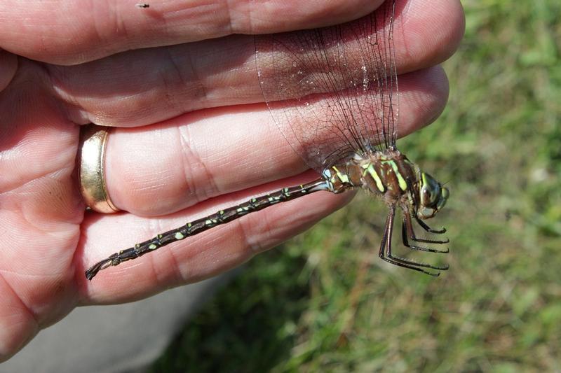 Photo of Shadow Darner