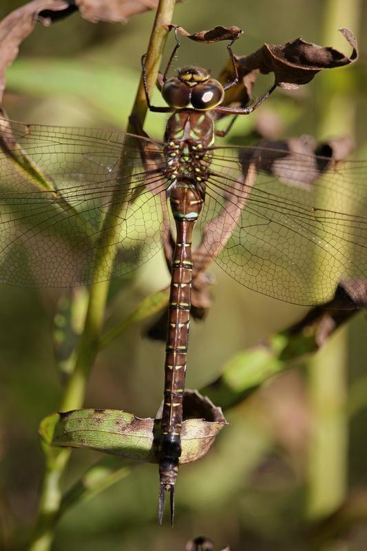 Photo of Shadow Darner