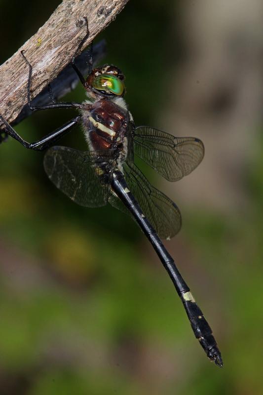 Photo of Swift River Cruiser (Illinois River Cruiser ssp.)