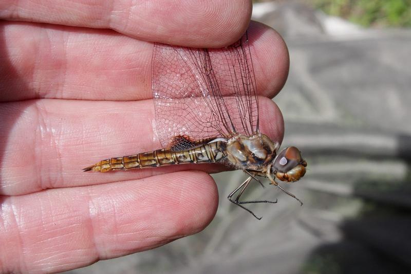 Photo of Spot-winged Glider