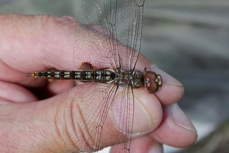 Photo of Spot-winged Glider