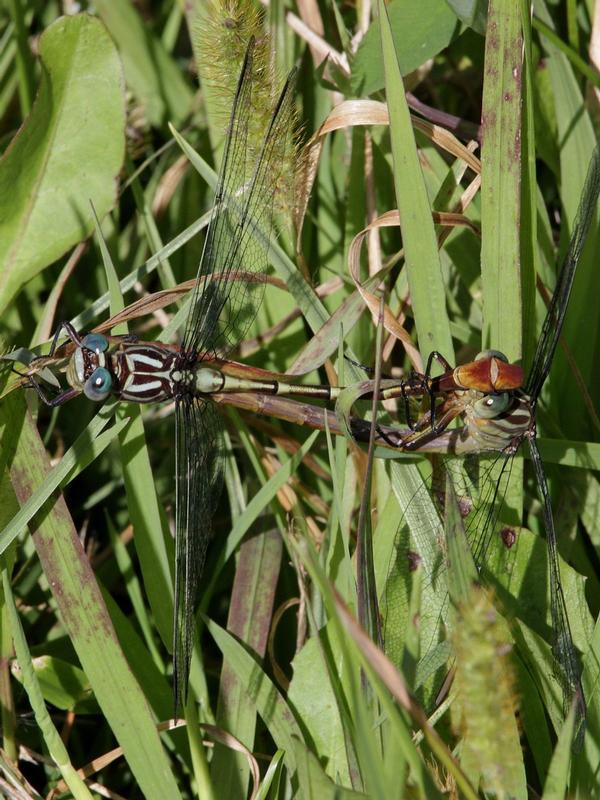 Photo of Russet-tipped Clubtail