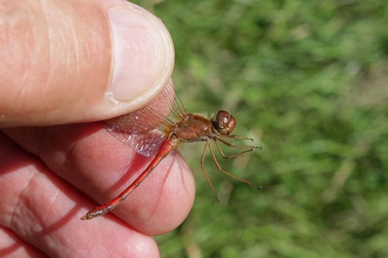 Photo of Autumn Meadowhawk