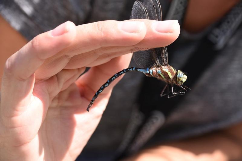 Photo of Lance-tipped Darner