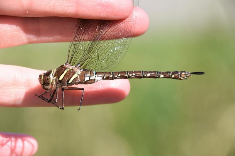 Photo of Shadow Darner