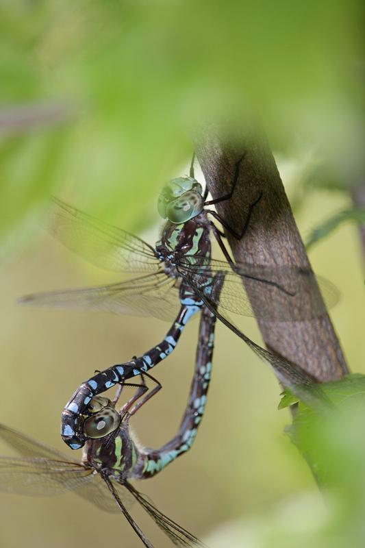 Photo of Green-striped Darner