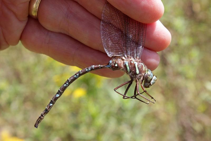Photo of Shadow Darner