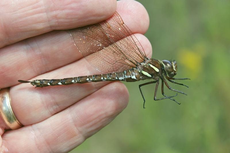 Photo of Shadow Darner