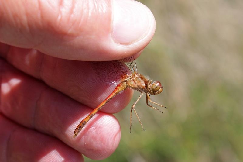 Photo of Autumn Meadowhawk