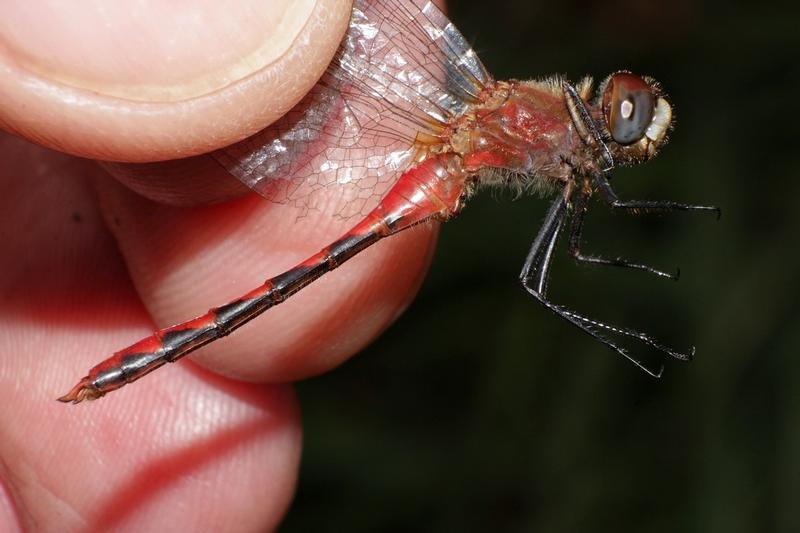 Photo of White-faced Meadowhawk