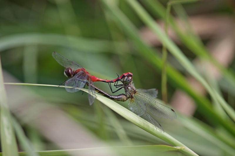 Photo of White-faced Meadowhawk
