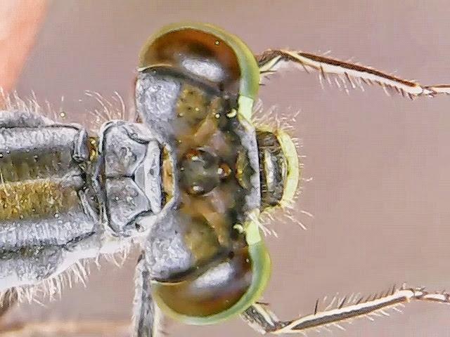 Photo of Eastern Forktail