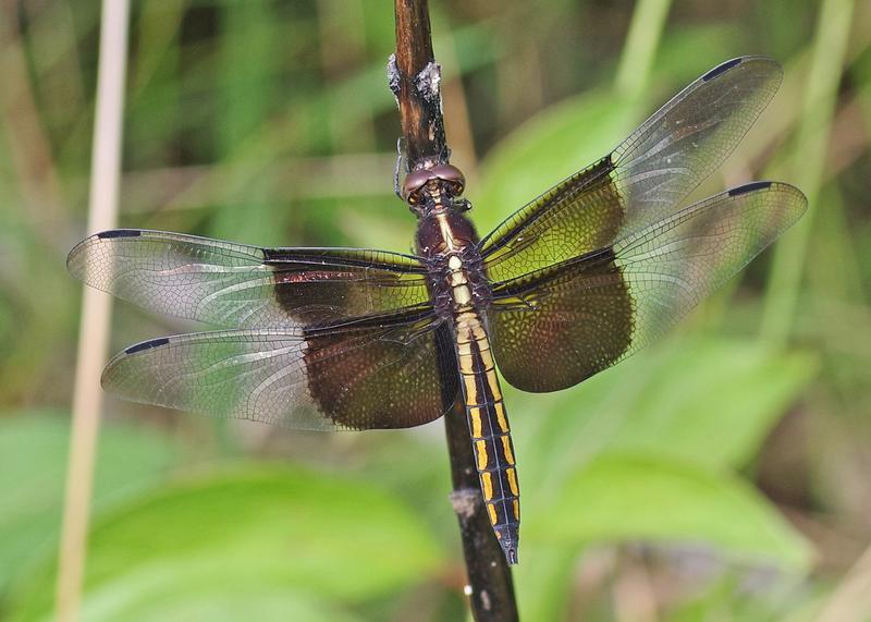 Photo of Widow Skimmer