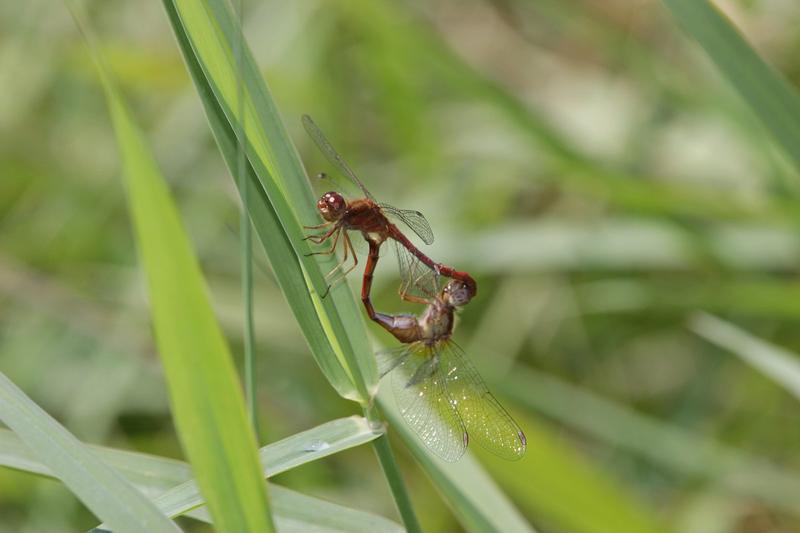 Photo of Autumn Meadowhawk