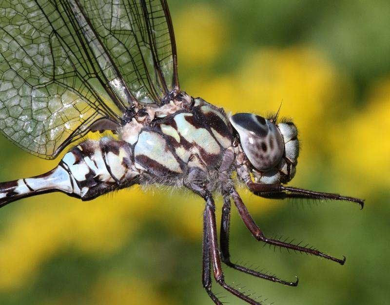 Photo of Mottled Darner