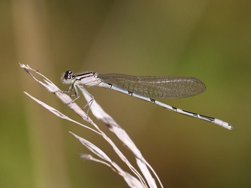 Photo of Familiar Bluet