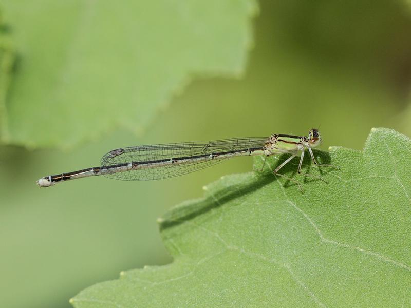 Photo of Vesper Bluet