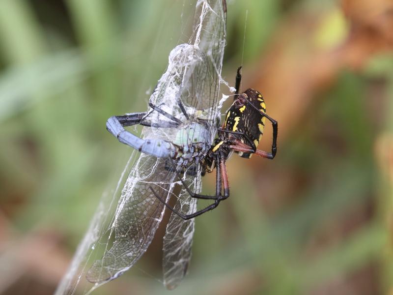 Photo of Eastern Pondhawk