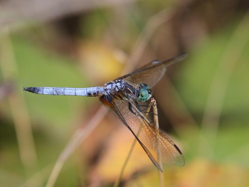 Photo of Blue Dasher