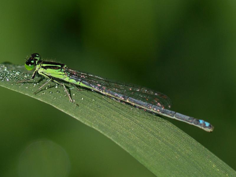 Photo of Eastern Forktail