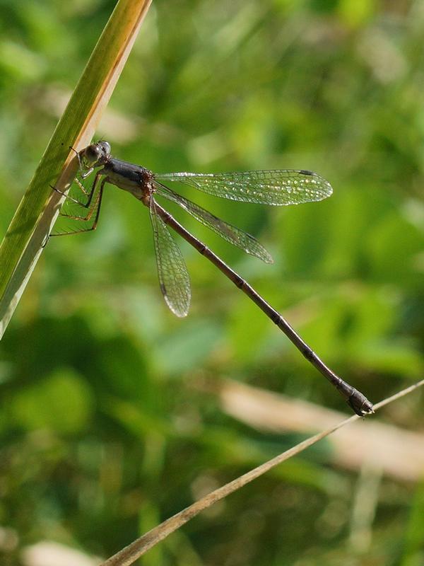 Photo of Slender Spreadwing