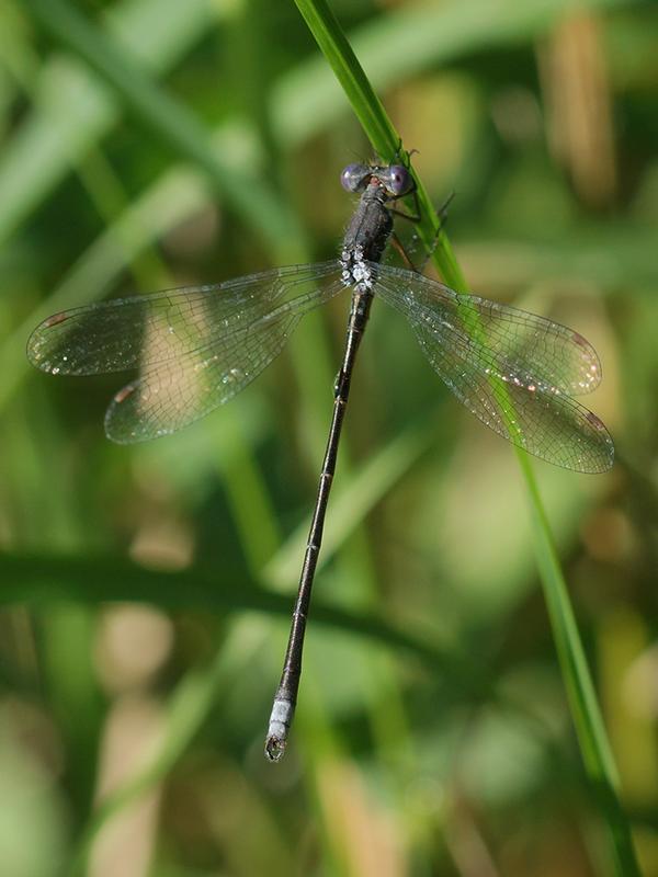 Photo of Spotted Spreadwing