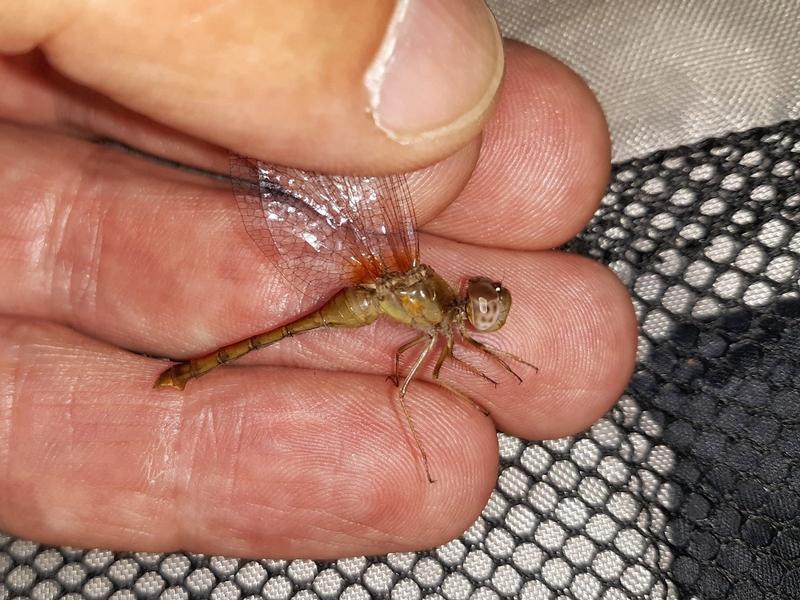 Photo of Autumn Meadowhawk