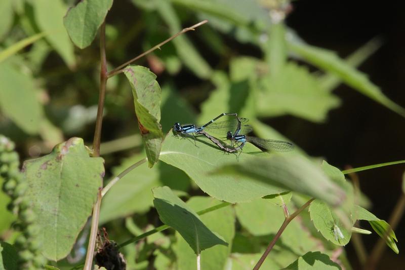 Photo of Skimming Bluet