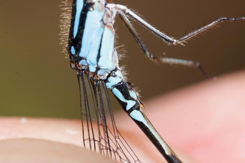 Photo of Skimming Bluet