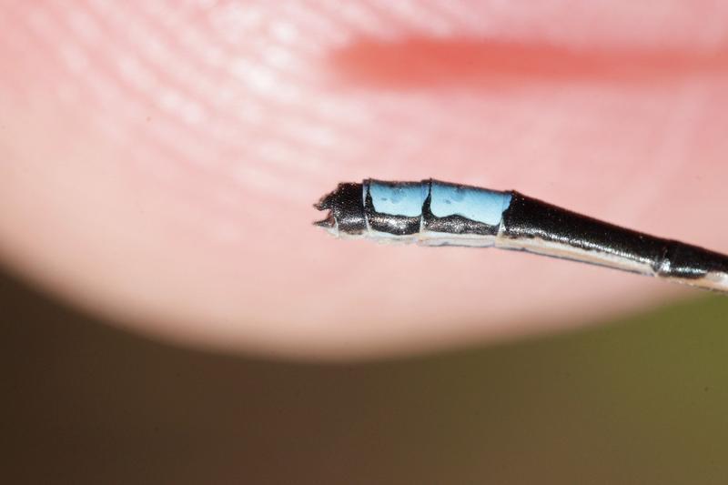 Photo of Skimming Bluet