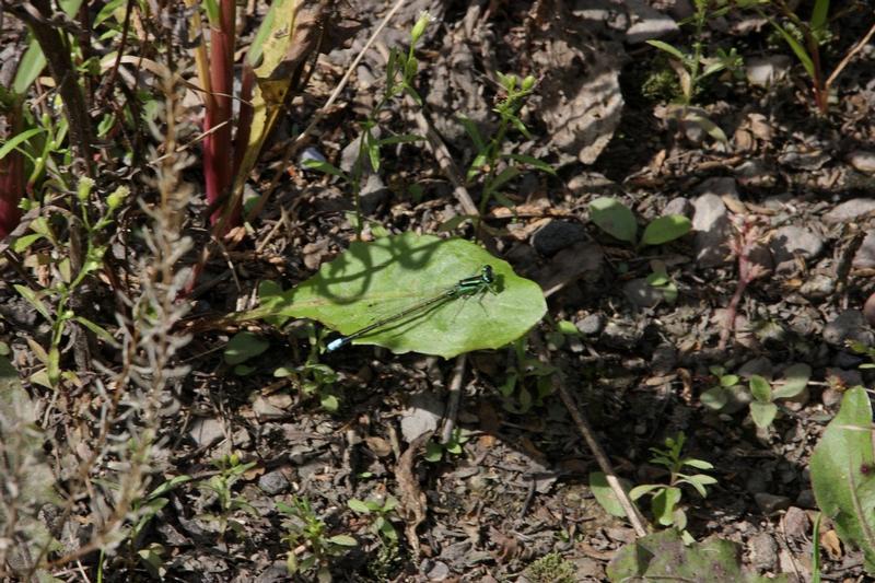Photo of Eastern Forktail