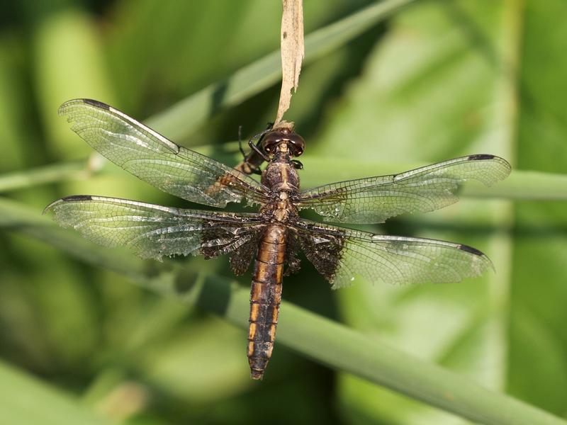 Photo of Widow Skimmer