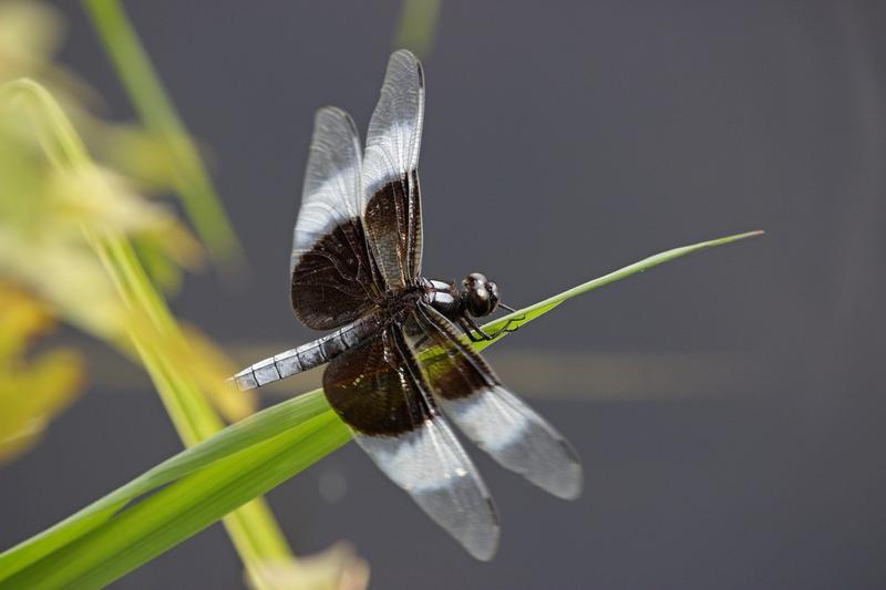 Photo of Widow Skimmer