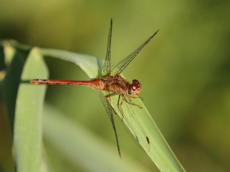Photo of Autumn Meadowhawk