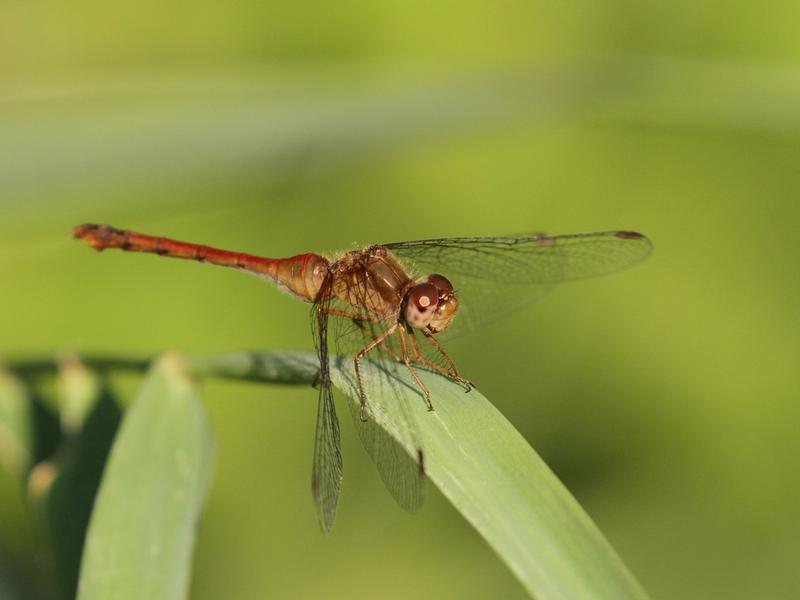 Photo of Autumn Meadowhawk