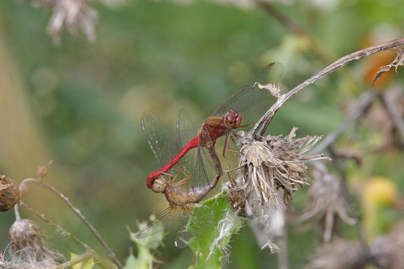 Photo of Autumn Meadowhawk