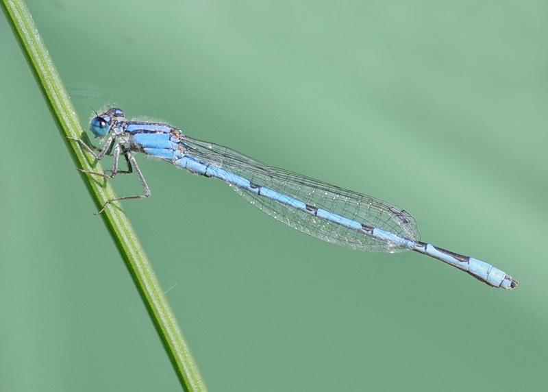 Photo of Familiar Bluet