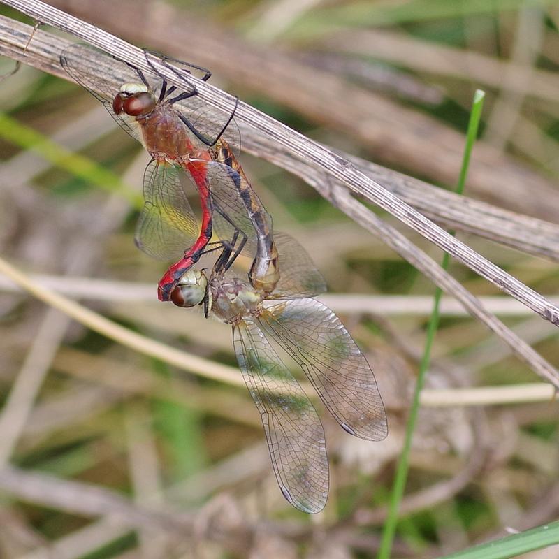 Photo of White-faced Meadowhawk