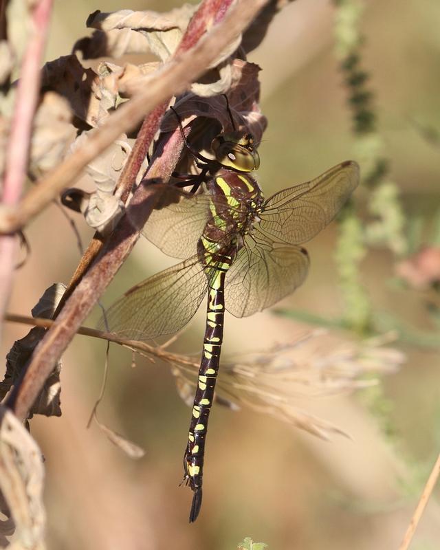 Photo of Lance-tipped Darner