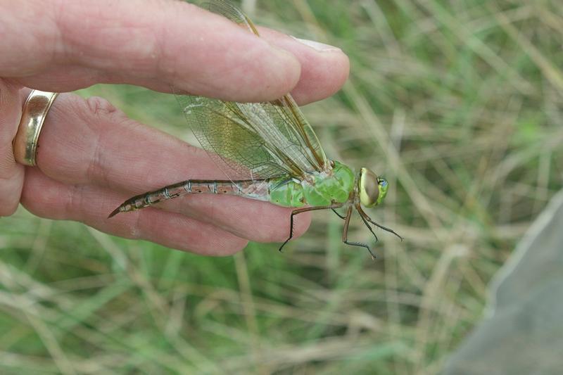 Photo of Common Green Darner