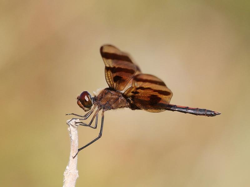 Photo of Halloween Pennant