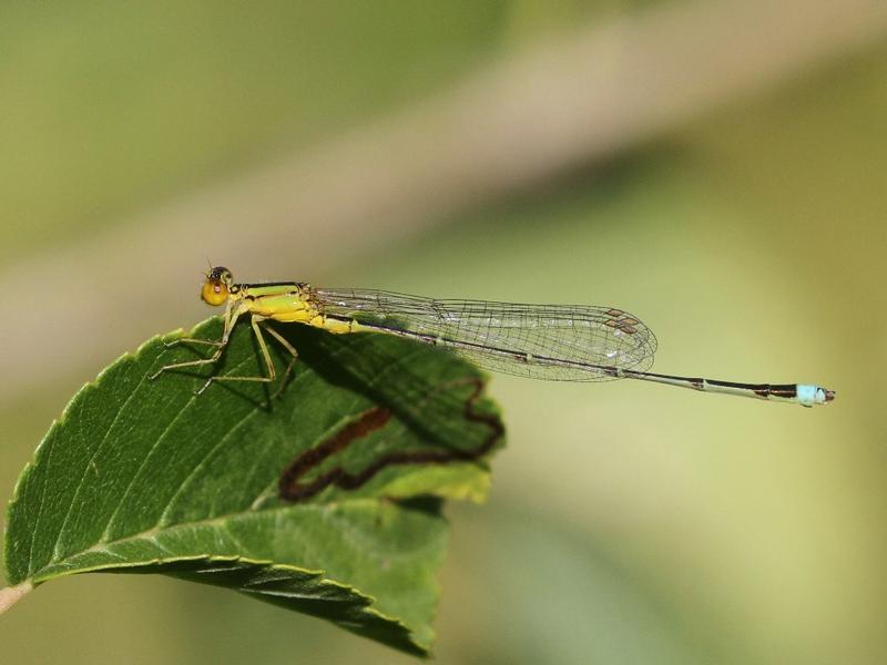 Photo of Vesper Bluet