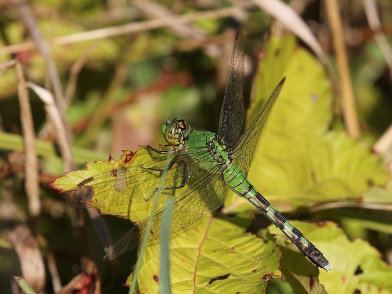 Photo of Eastern Pondhawk