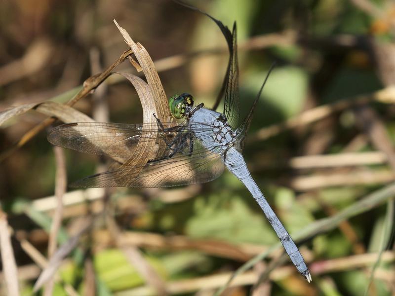 Photo of Eastern Pondhawk