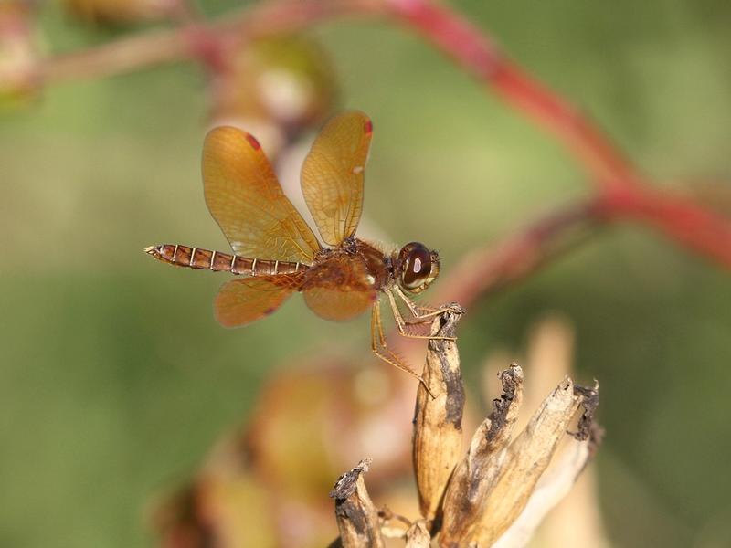 Photo of Eastern Amberwing