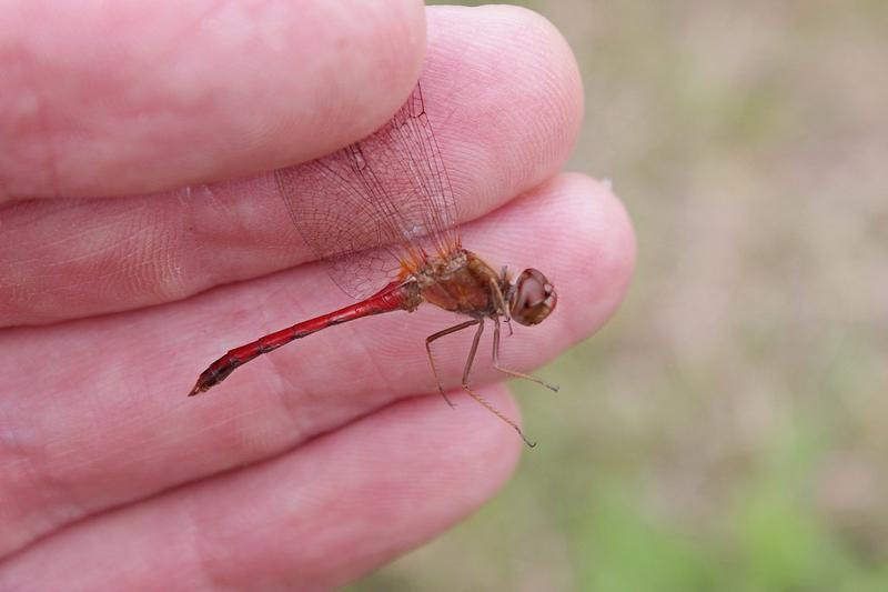 Photo of Autumn Meadowhawk