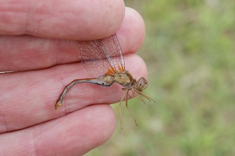 Photo of Autumn Meadowhawk