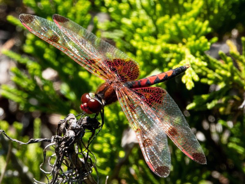 Photo of Calico Pennant